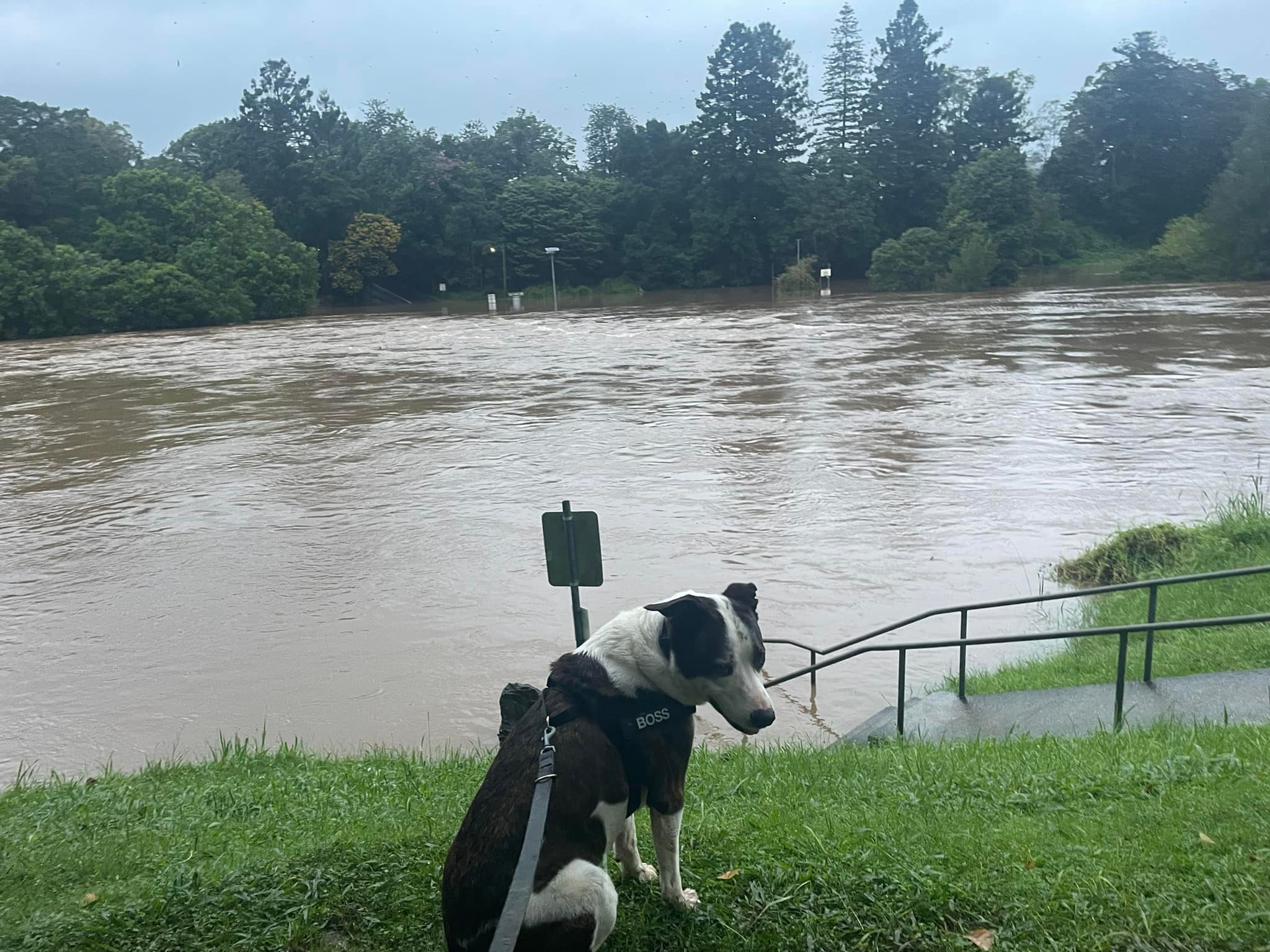 Flooding in Bellingen affecting North Bellingen services Flooding in Bellingen affecting North Bellingen services