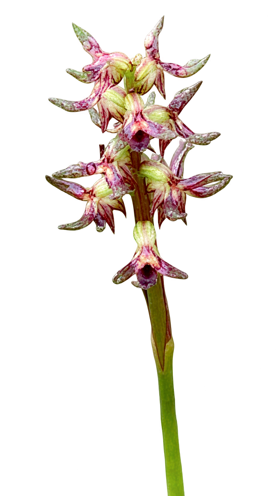 Charmhaven Midge Orchid flowering in 2025 – photo by Richard O’Sullivan, Wyong Depot Manager