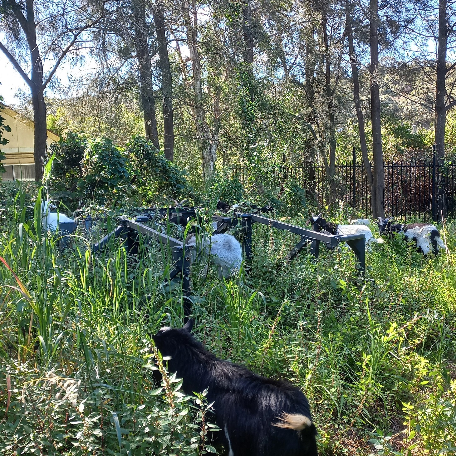 Rescued goats take on greenery at Ryde Depot