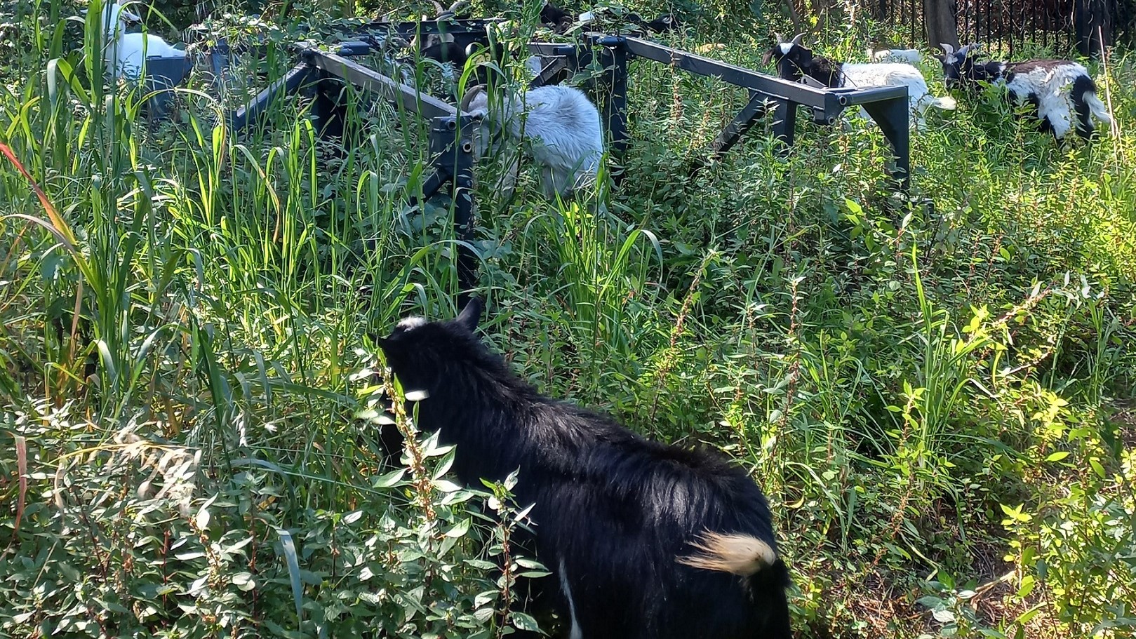 Goat's eating grass