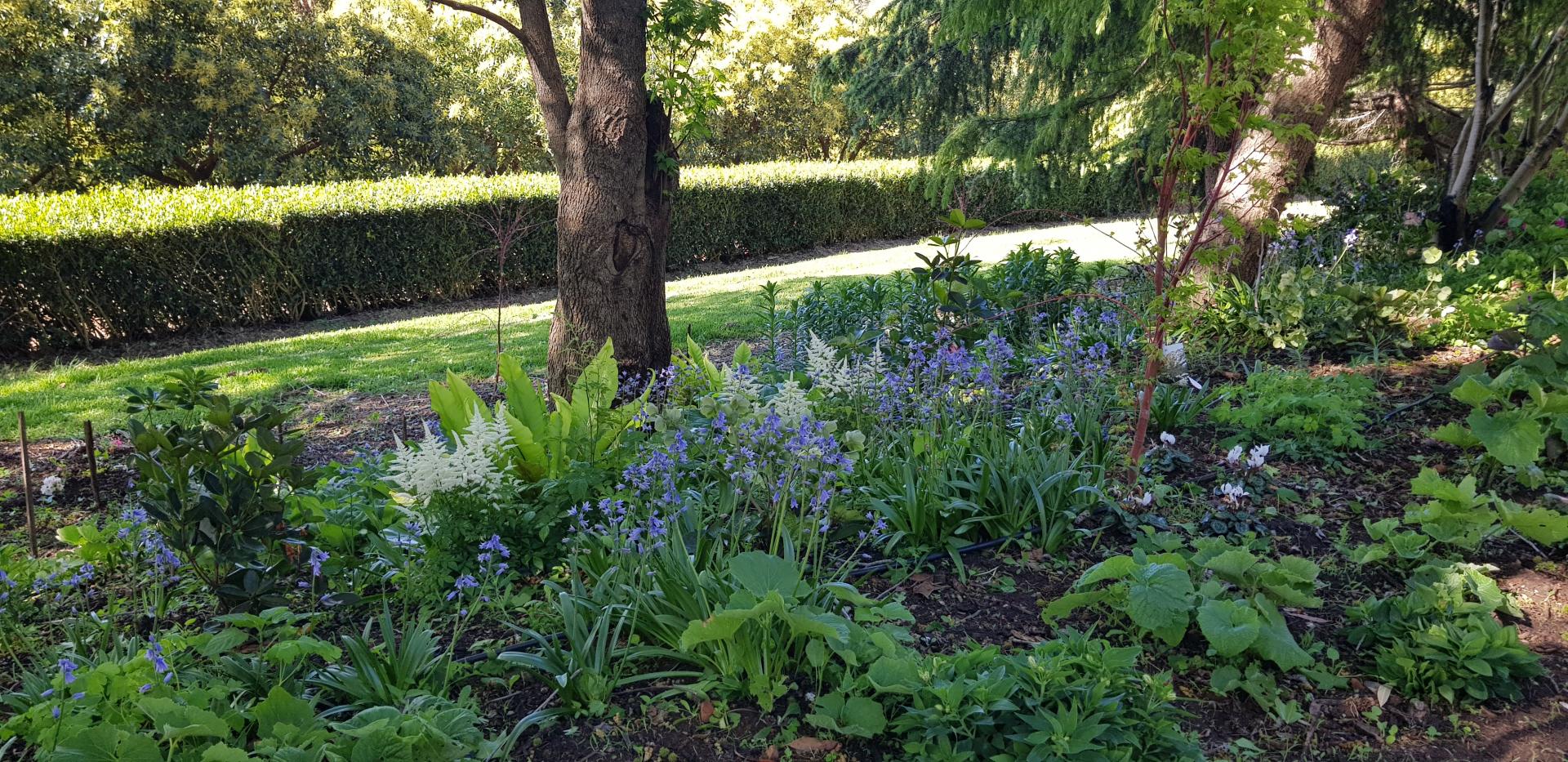garden bed