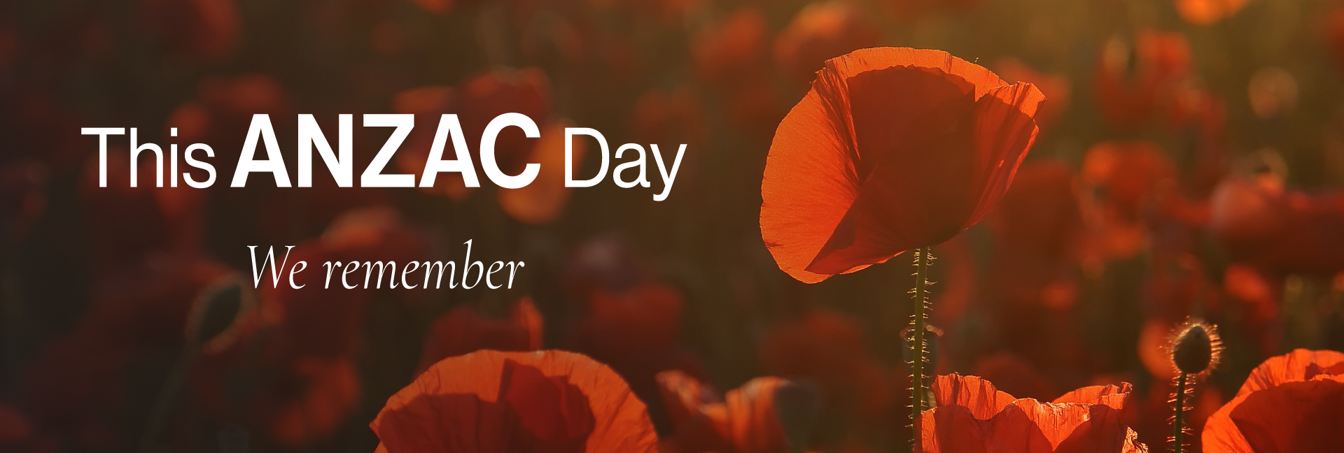 ANZAC Day Poppies