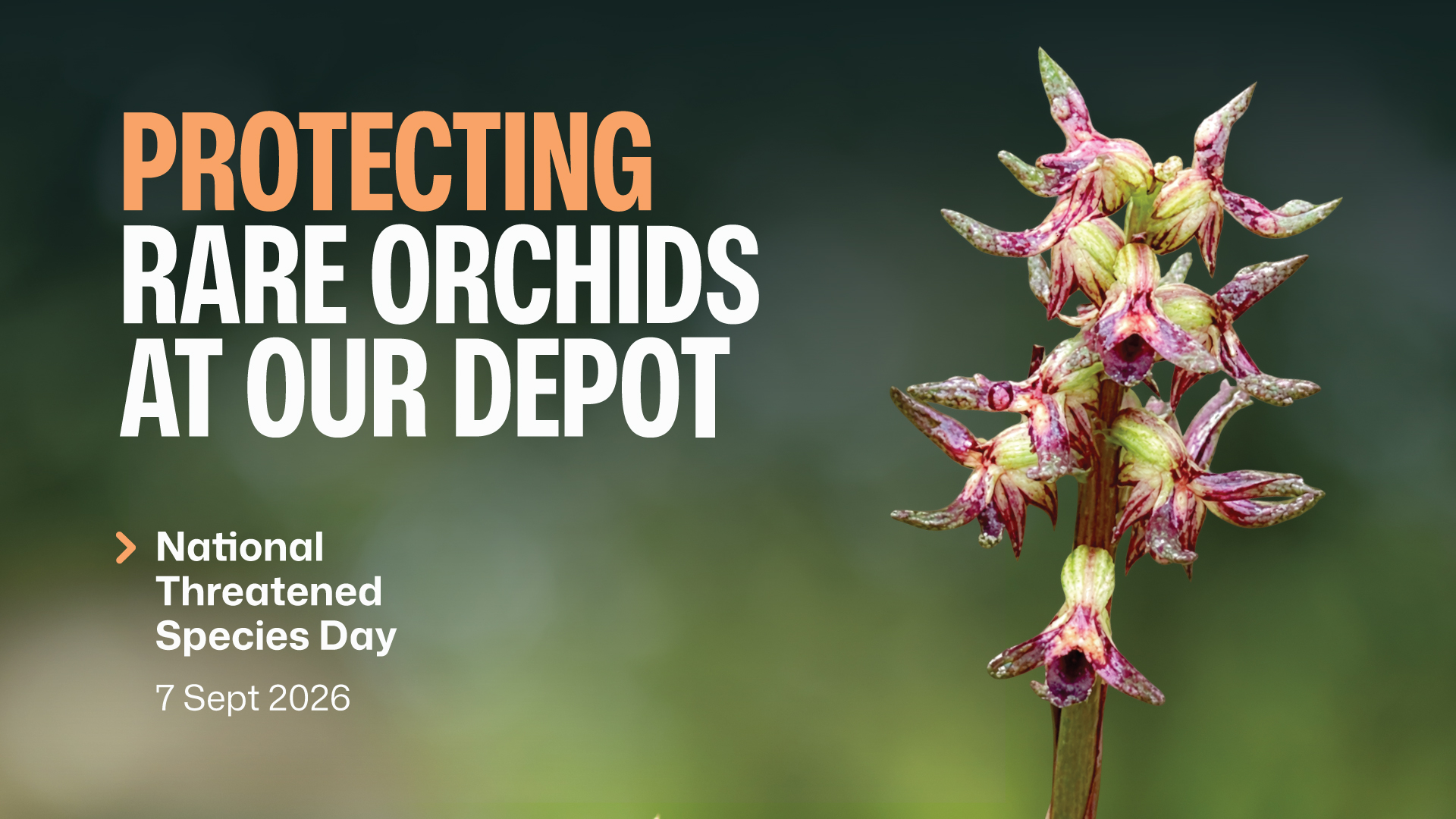 Protecting Rare Orchids at our Depot - National Threatened Species Day 7 Sept 2026